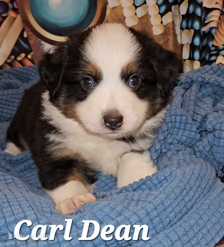 Carl Dean – Toy Australian Shepherd puppy for sale in Osteen, FL