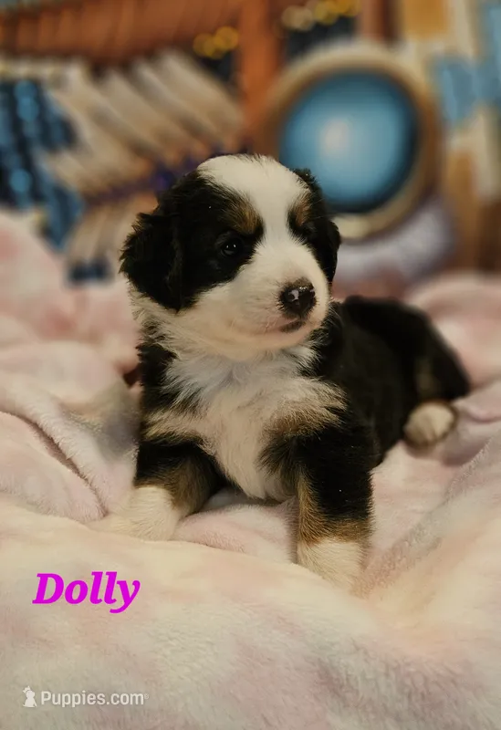 Dolly – Toy Australian Shepherd puppy for sale in Osteen, FL
