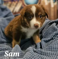 Sam, a male Toy Australian Shepherd for sale in Osteen, FL – 2 of 2