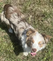 Evie, a female Miniature Australian Shepherd for sale in Ceres, CA – 4 of 10
