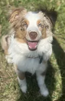 Evie, a female Miniature Australian Shepherd for sale in Ceres, CA – 3 of 10