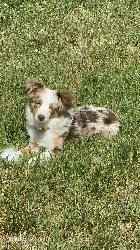 Evie – Miniature Australian Shepherd puppy for sale in Escalon, CA