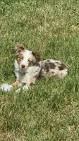 Evie, a female Miniature Australian Shepherd for sale in Ceres, CA – 1 of 10
