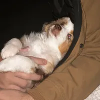 Evie, a female Miniature Australian Shepherd for sale in Escalon, CA – Photo 8 of 8