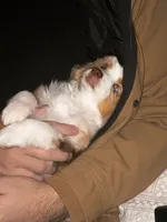 processed/a277f08d-2880-4e30-8ba1-3f53102533ec/listing/57103a8c-a133-4728-9154-3bcc86d5f22a/5ab9519e-b50e-4f52-987c-b7fe76d57cbb