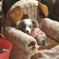Evie, a female Miniature Australian Shepherd for sale in Escalon, CA – Photo 1 of 8