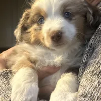 Evie, a female Miniature Australian Shepherd for sale in Escalon, CA – Photo 2 of 8