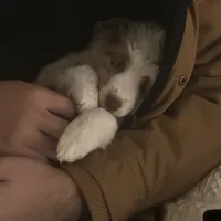 Evie, a female Miniature Australian Shepherd for sale in Escalon, CA – Photo 6 of 8