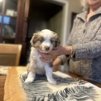Evie, a female Miniature Australian Shepherd for sale in Escalon, CA – Photo 3 of 8