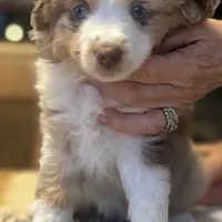 Evie, a female Miniature Australian Shepherd for sale in Escalon, CA – Photo 5 of 8