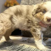 Evie, a female Miniature Australian Shepherd for sale in Escalon, CA – Photo 7 of 8
