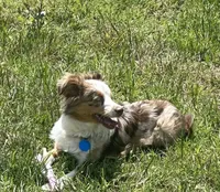 Evie, a female Miniature Australian Shepherd for sale in Ceres, CA – 5 of 10