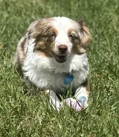 Evie, a female Miniature Australian Shepherd for sale in Ceres, CA – 2 of 10