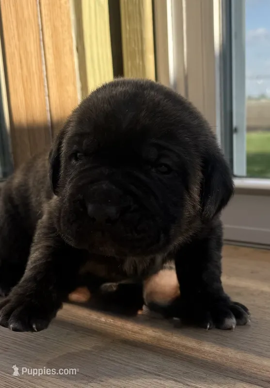 Puppy 4 – Cane Corso puppy for sale in Chalmers, IN