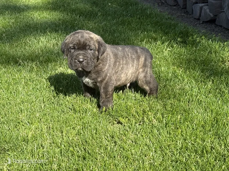 Puppy 5 – Cane Corso puppy for sale in Chalmers, IN