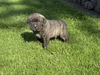 Puppy 5, a male Cane Corso for sale in Chalmers, IN – 1 of 2