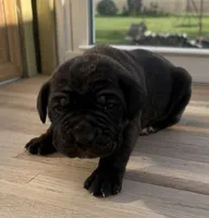 Puppy 1, a male Cane Corso for sale in Chalmers, IN – 2 of 2