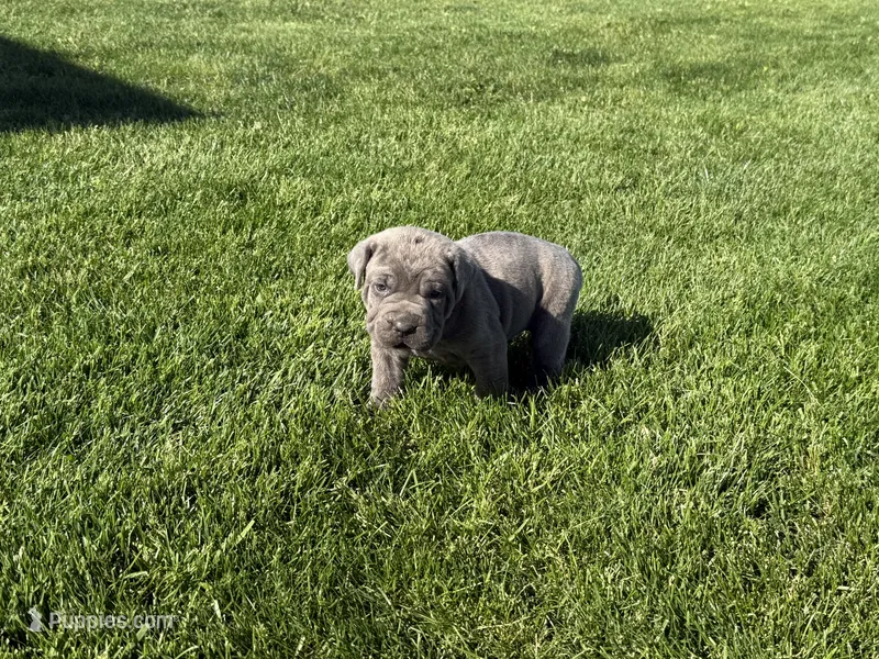 Puppy 3 – Cane Corso puppy for sale in Chalmers, IN