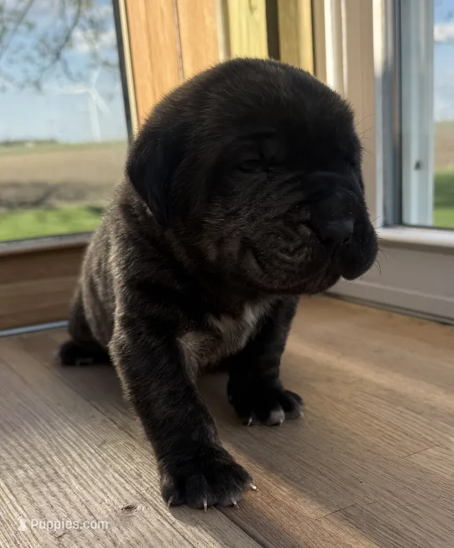 Puppy 5 – Cane Corso puppy for sale in Chalmers, IN