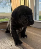 Puppy 5, a male Cane Corso for sale in Chalmers, IN – 1 of 1