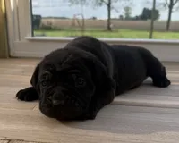 Puppy 6, a female Cane Corso for sale in Chalmers, IN – 1 of 1