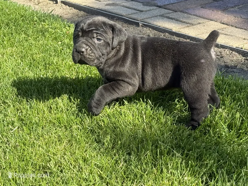 Puppy 6 – Cane Corso puppy for sale in Chalmers, IN