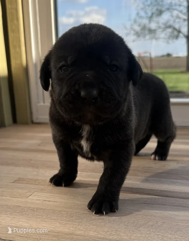 Puppy 1 – Cane Corso puppy for sale in Chalmers, IN
