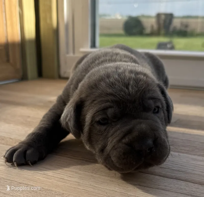 Puppy 3 – Cane Corso puppy for sale in Chalmers, IN