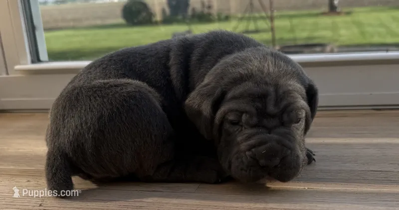 Puppy 2 – Cane Corso puppy for sale in Chalmers, IN