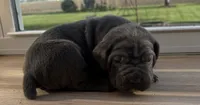 Puppy 2, a male Cane Corso for sale in Chalmers, IN – 1 of 2