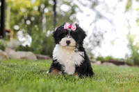 Annie, a female Miniature Bernedoodle for sale in Holmesville, OH – 3 of 9