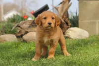 Maple, a female Golden Retriever for sale in Holmesville, OH – Photo 5 of 7