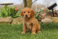 Maple, a female Golden Retriever for sale in Holmesville, OH – Photo 2 of 7
