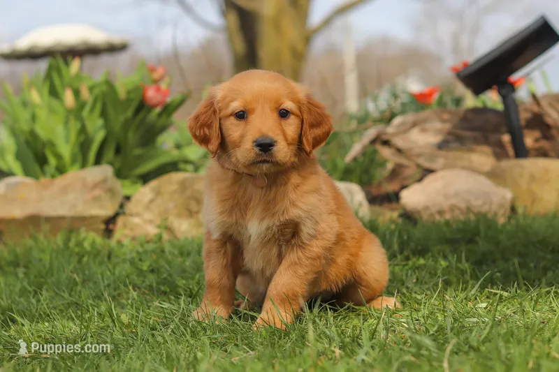 Maple – Golden Retriever puppy for sale in Holmesville, OH