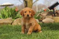 Maple, a female Golden Retriever for sale in Holmesville, OH – Photo 1 of 7