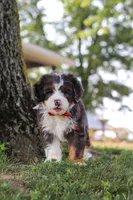 Benson, a male Miniature Bernedoodle for sale in Holmesville, OH – 4 of 10