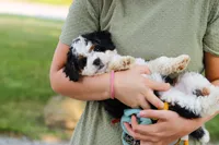 Chloe, a female Miniature Bernedoodle for sale in Holmesville, OH – 9 of 10