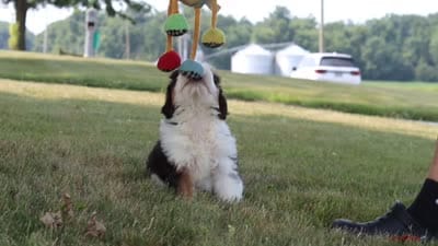 Hailey, a female Miniature Bernedoodle for sale in Holmesville, OH – 7 of 7