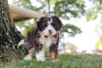 Benson, a male Miniature Bernedoodle for sale in Holmesville, OH – 2 of 10