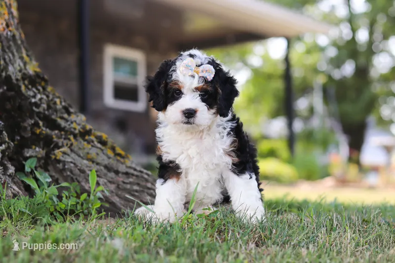 Chloe – Miniature Bernedoodle puppy for sale in Holmesville, OH