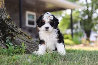 Chloe, a female Miniature Bernedoodle for sale in Holmesville, OH – 1 of 10