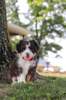 Benson, a male Miniature Bernedoodle for sale in Holmesville, OH – 5 of 10