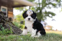 Chloe, a female Miniature Bernedoodle for sale in Holmesville, OH – 2 of 10