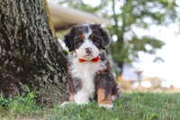 Benson, a male Miniature Bernedoodle for sale in Holmesville, OH – 1 of 10