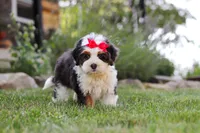 Hailey, a female Miniature Bernedoodle for sale in Holmesville, OH – 4 of 7