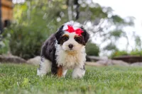 Hailey, a female Miniature Bernedoodle for sale in Holmesville, OH – 6 of 7