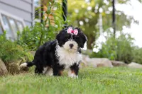 Annie, a female Miniature Bernedoodle for sale in Holmesville, OH – 5 of 9