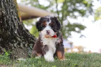Benson, a male Miniature Bernedoodle for sale in Holmesville, OH – 9 of 10