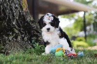Chloe, a female Miniature Bernedoodle for sale in Holmesville, OH – 4 of 10