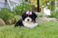 Annie, a female Miniature Bernedoodle for sale in Holmesville, OH – 8 of 9